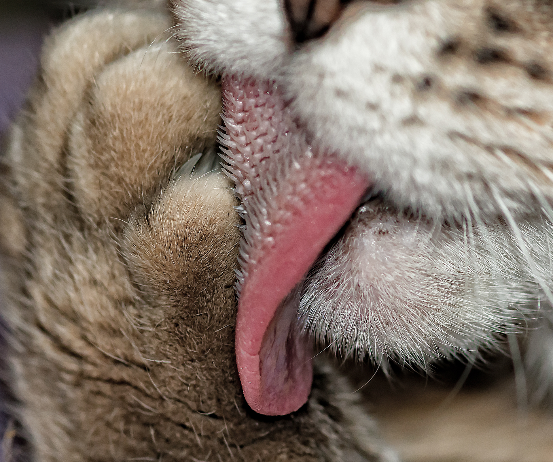 Включи язык зверей. Кошачий язык под микроскопом.